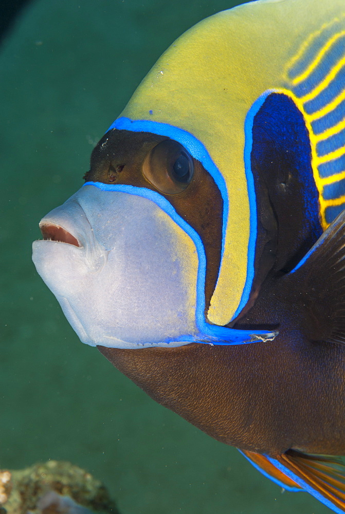 Emperor angelfish  (Pomacanthus imperator) close-up, Naama Bay, off Sharm el-Sheikh, Sinai, Red Sea, Egypt, North Africa, Africa 