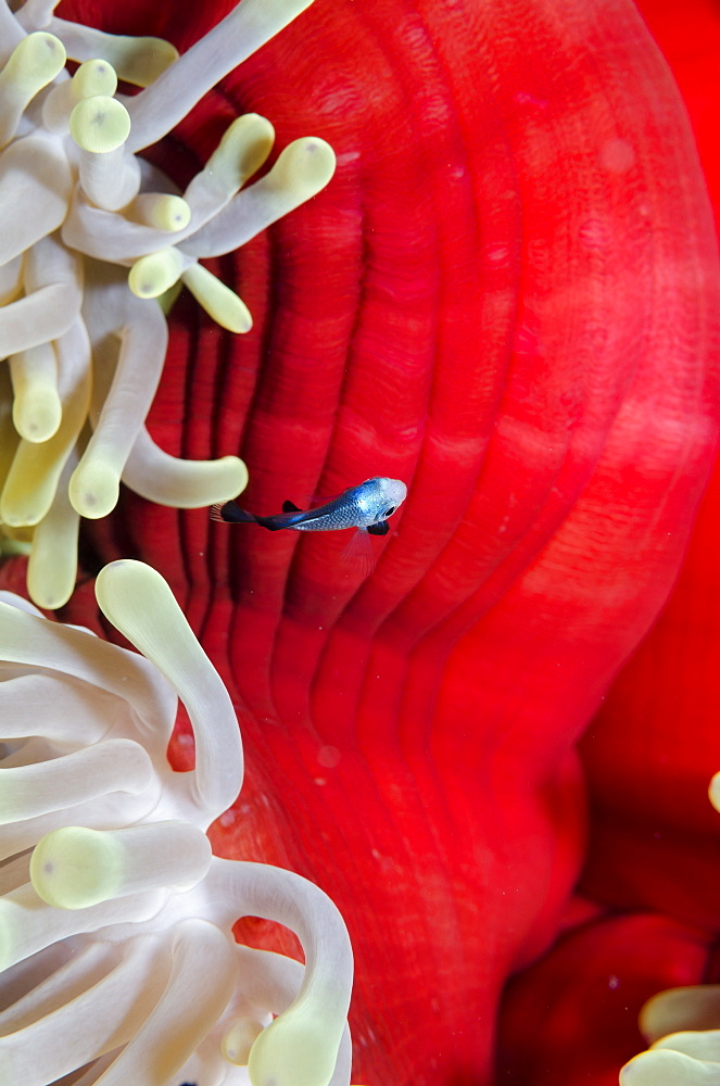 Three-spot damsel fish (Dascyllus trimaculatus), magnificent anemone (Heteractis magnifica) close-up, Ras Mohammed National Park, off Sharm el-Sheikh, Sinai, Red Sea, Egypt, North Africa, Africa 