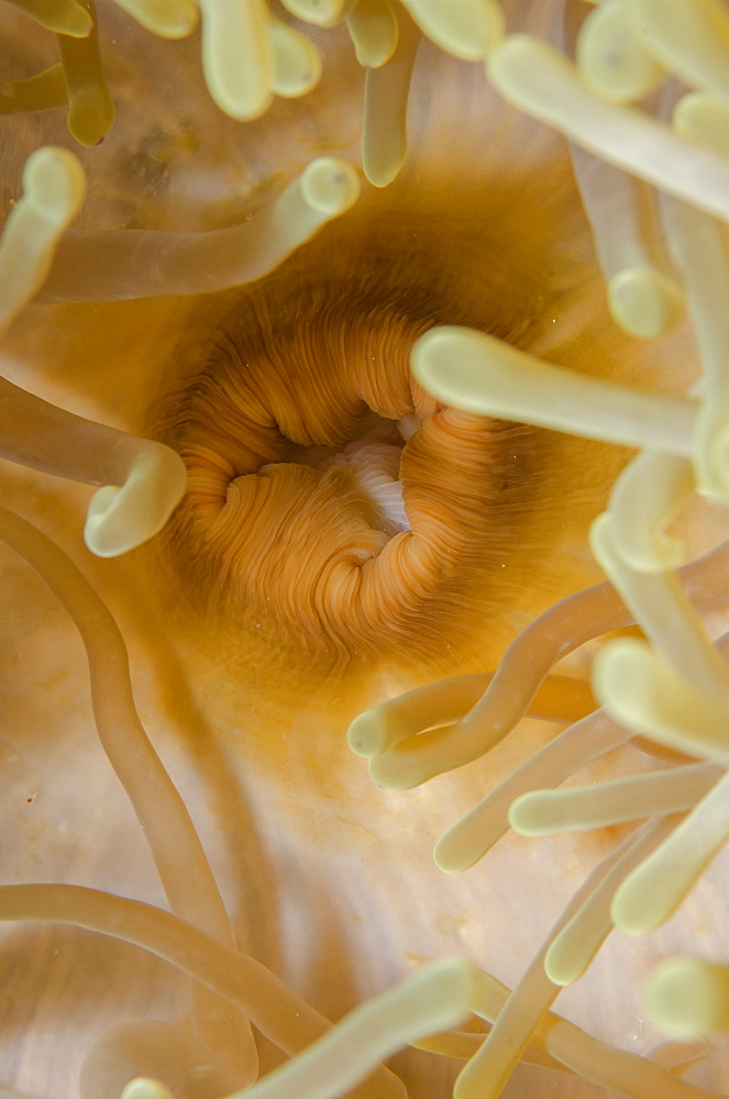 Close-up of mouth of magnificent anemone (Heteractis magnifica), Ras Mohammed National Park, off Sharm el-Sheikh, Sinai, Red Sea, Egypt, North Africa, Africa 