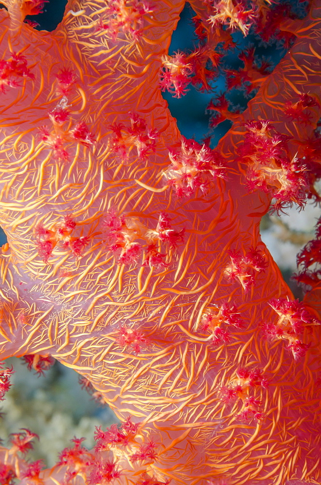 Pink Soft Broccoli coral (Dendronephthya hemprichi), Macro of stem and branches, Ras Mohammed National Park, off Sharm el Sheikh, Sinai, Egypt, Red Sea, Egypt, North Africa, Africa