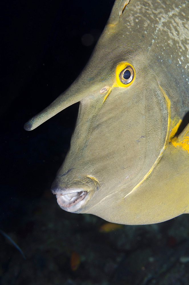 Bluespine unicorn fish (Naso unicornis) close-up, Ras Mohammed National Park, off Sharm el-Sheikh, Sinai, Red Sea, Egypt, North Africa, Africa 