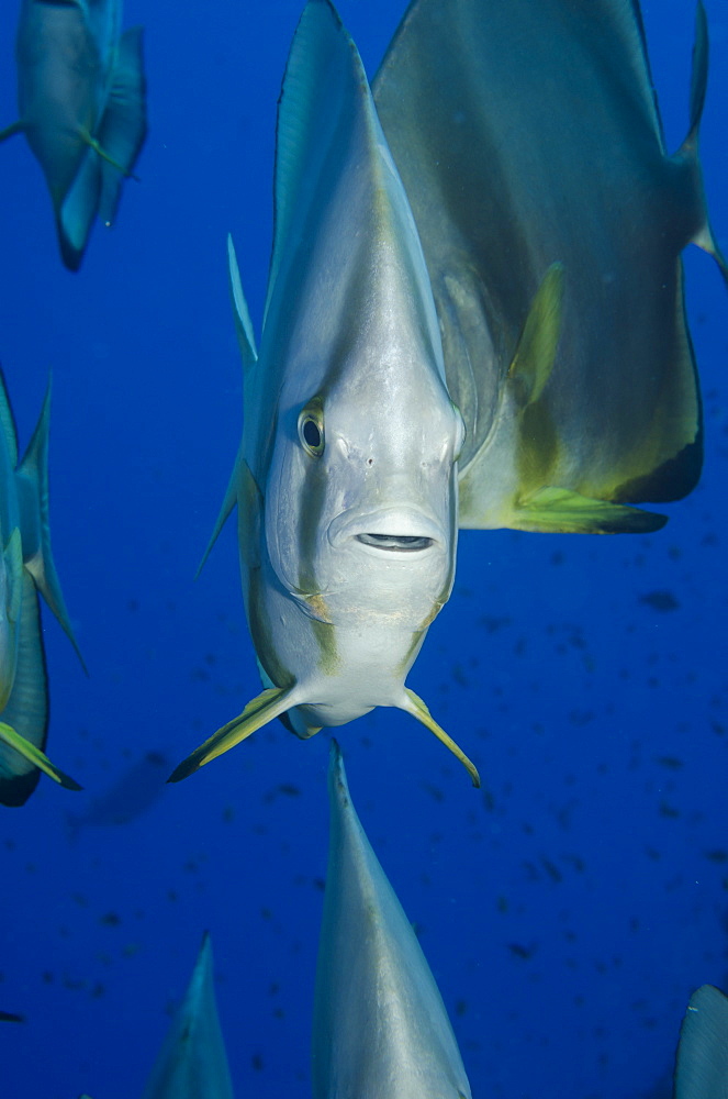 Orbicular batfish (Platax orbicularis) close-up, Ras Mohammed National Park, off Sharm el-Sheikh, Sinai, Red Sea, Egypt, North Africa, Africa 