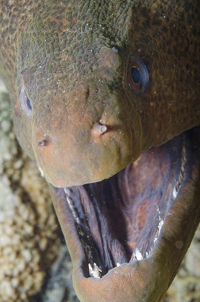 Close-up of the head of a giant moray (Gymnothorax javanicus), Ras Mohammed National Park, off Sharm el-Sheikh, Sinai, Red Sea, Egypt, North Africa, Africa 