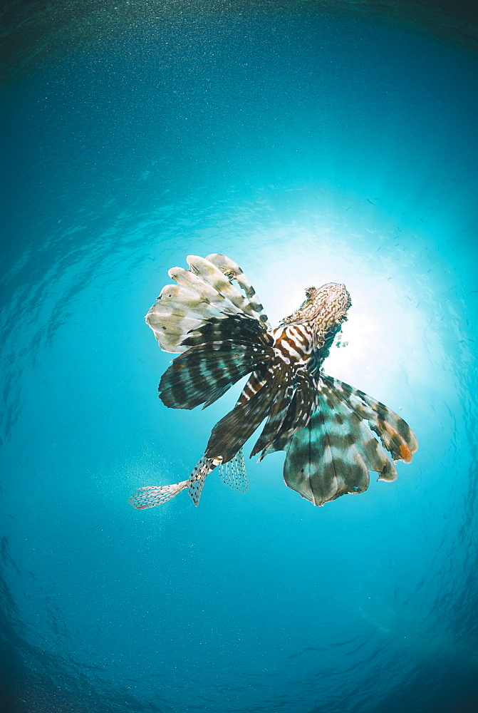 Common lionfish (Pterois miles) from below, back-lit by the sun, Naama Bay, Sharm El Sheikh, Red Sea, Egypt, North Africa, Africa