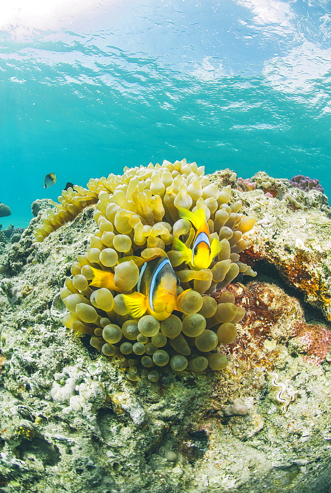 Red Sea anemonefish pair (Amphiprion bicinctus) and Bubble anemone (Entacmaea quadricolor), Naama Bay, Sharm El Sheikh, Red Sea, Egypt, North Africa, Africa