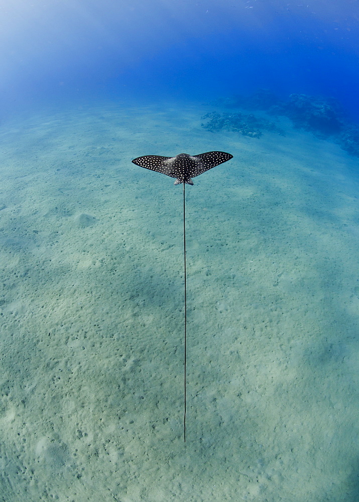 Spotted eagle ray (Aetobatis narinari) juvenile over sandy ocean floor, from above, Naama Bay, Sharm El Sheikh, Red Sea, Egypt, North Africa, Africa