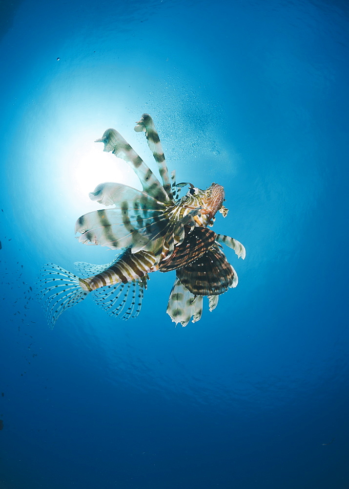 Common lionfish (Pterois miles) from below, back-lit by the sun, Naama Bay, Sharm El Sheikh, Red Sea, Egypt, North Africa, Africa