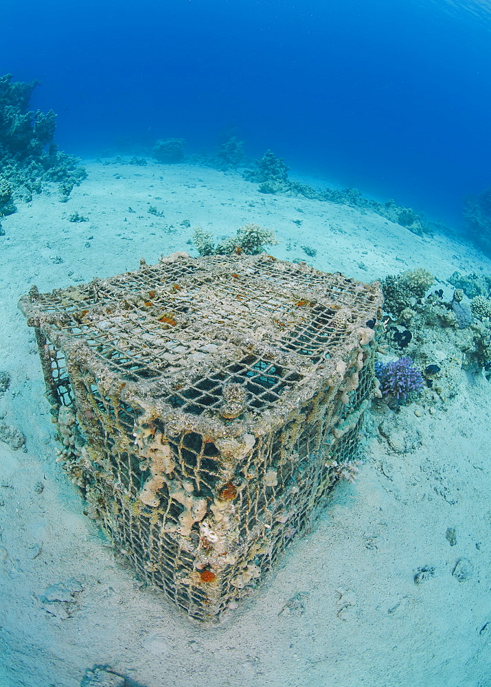 Underwater view of a coral encrusted lobster pot on sandy ocean floor, Ras Mohammed National Park, Red Sea, Egypt, North Africa, Africa