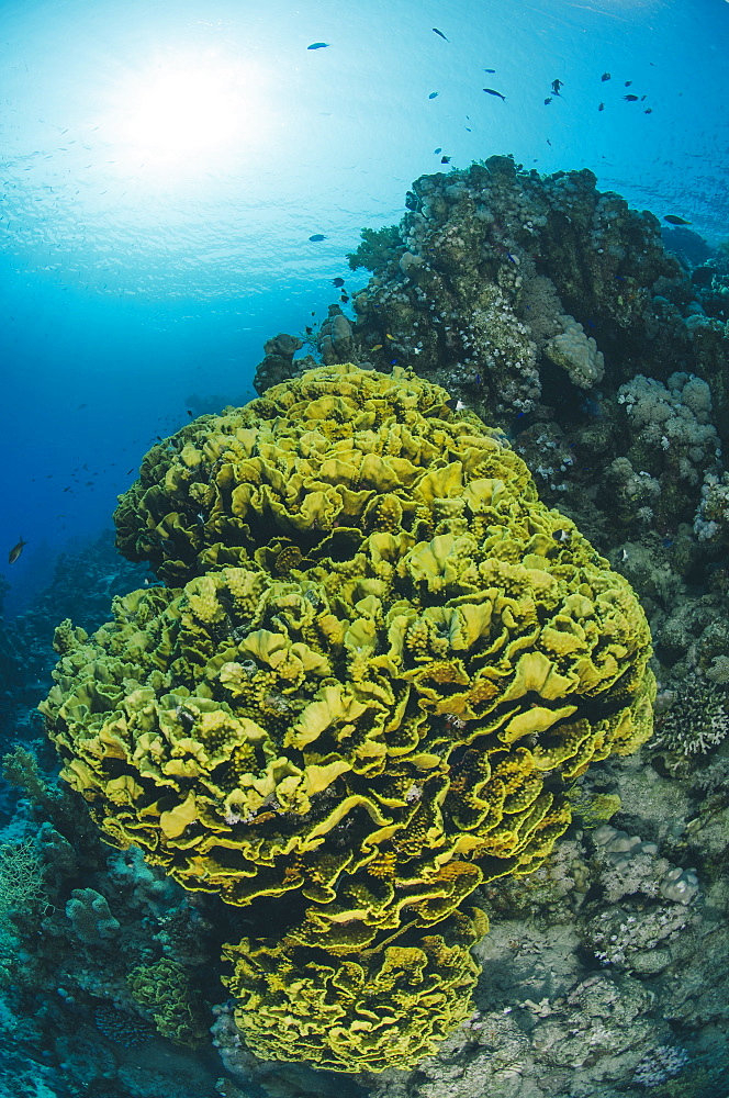 Tropical coral reef scene with a leafy cup coral (salad coral) (Turbinaria reniformi), Ras Mohammed National Park, off Sharm el Sheikh, Sinai, Egypt, Red Sea, Egypt, North Africa, Africa