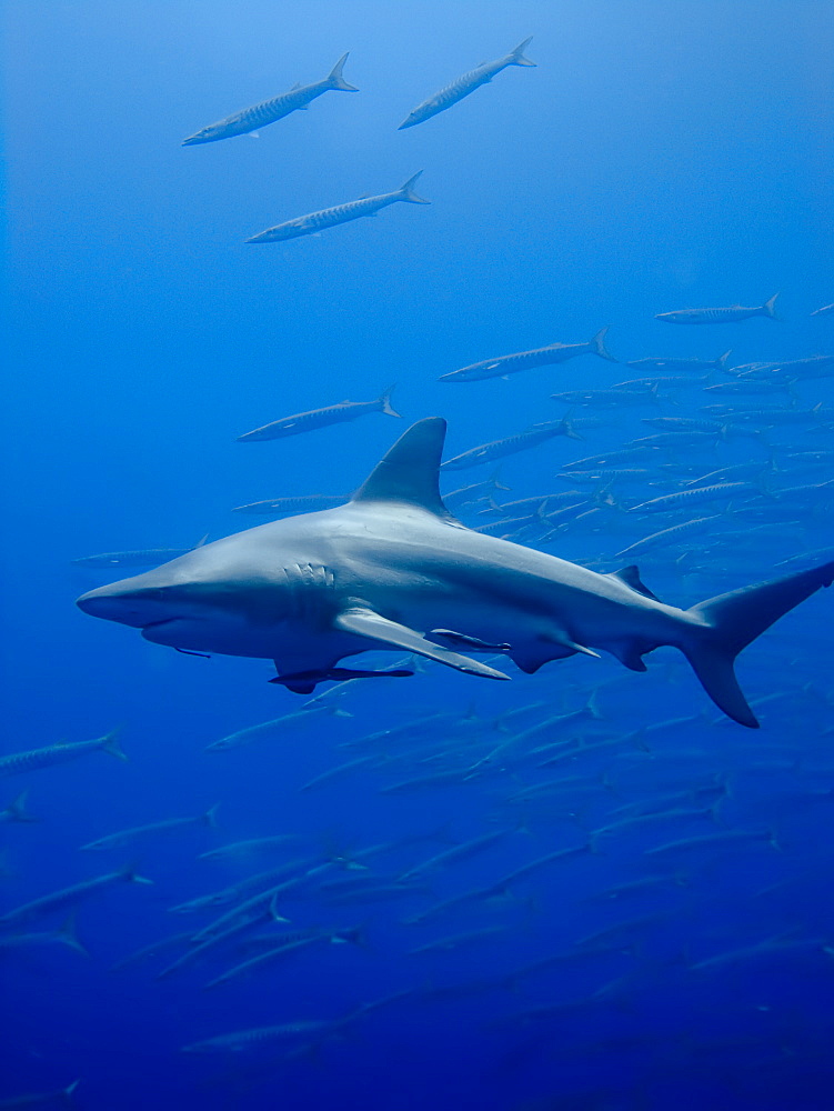 Blacktip shark (Carcharhinus limbatus). Species Near threatened. Shark and Yolanda, Sharm El Sheikh, South Sinai, Red Sea, Egypt.