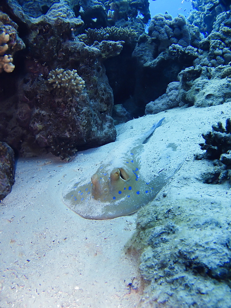 Bluespotted stingray (Taeniura lymma) resting in the sand. Jackson Reef, Sharm El Sheikh, South Sinai, Red Sea, Egypt.