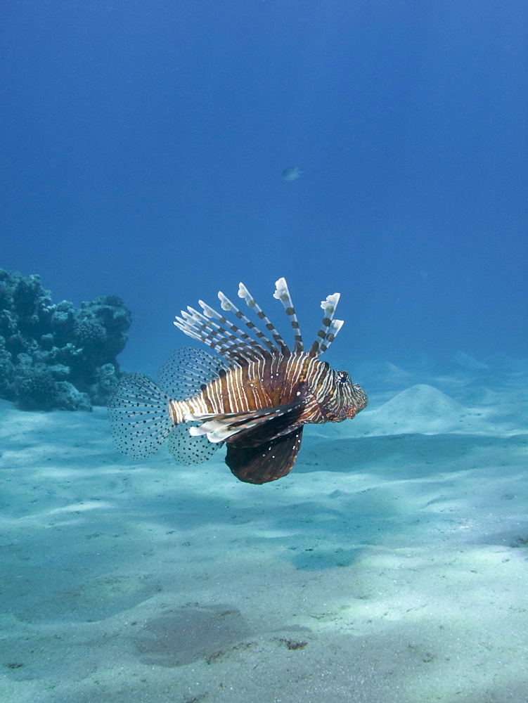 A Common lionfish (Pterois miles). Na'ama Bay, Sharm El Sheikh, South Sinai, Red Sea, Egypt.    (rr)