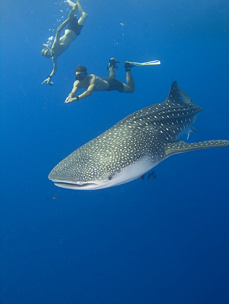 Snorkellers getting close up to the elusive Whale shark (Rhincodon typus). Species Endangered. Sharm El Sheikh, South Sinai, Red Sea, Egypt