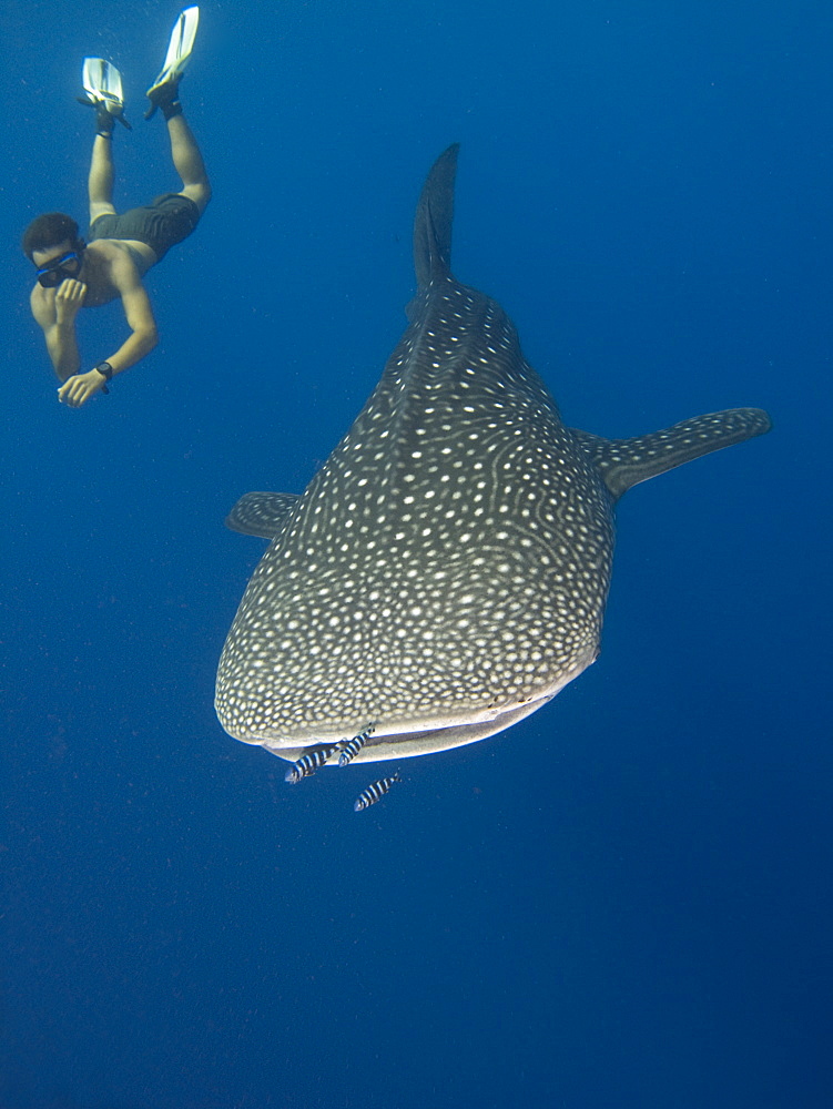 Snorkellers getting close up to the elusive Whale shark (Rhincodon typus). Species Endangered. Sharm El Sheikh, South Sinai, Red Sea, Egypt    (rr)