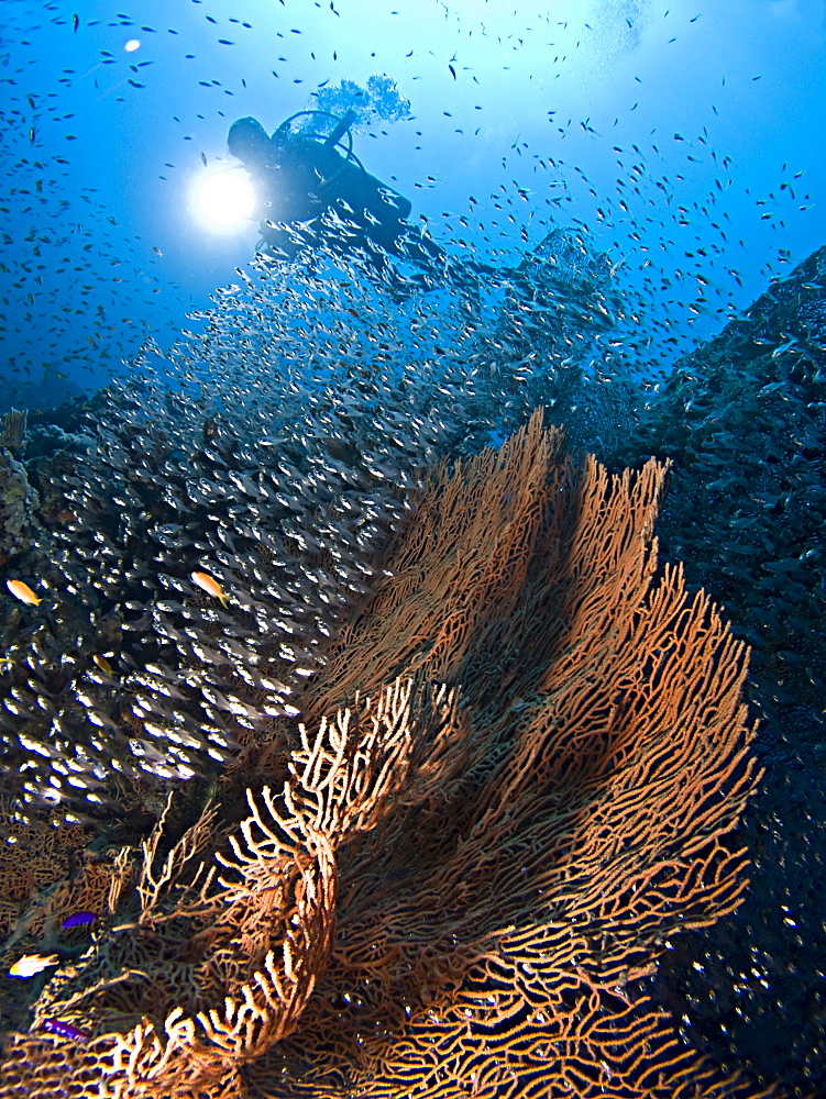 A Diver observing a Giant sea fan (Annella mollis) and the Glass fish (Parapriacanthus ransonneti) that have used its cover as a safe haven. Sharm El Sheikh, South Sinai, Red Sea, Egypt.