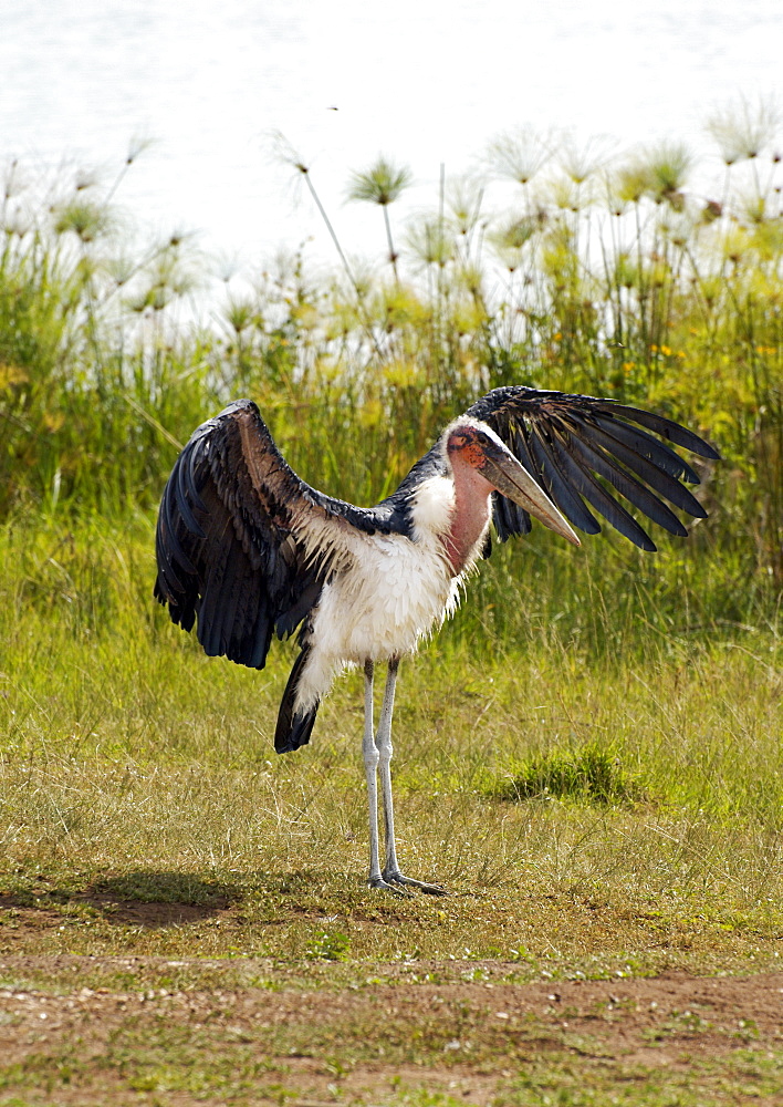 The Marabou Stork, Leptoptilos crumeniferus, is a large wading bird in the stork family Ciconiidae.  It has the largest wingspan of any landbird (at least 3.5m).  Here you see it by a lake on Kagera National Park, Rwanda. Kagera National Park, Rwanda, East Africa