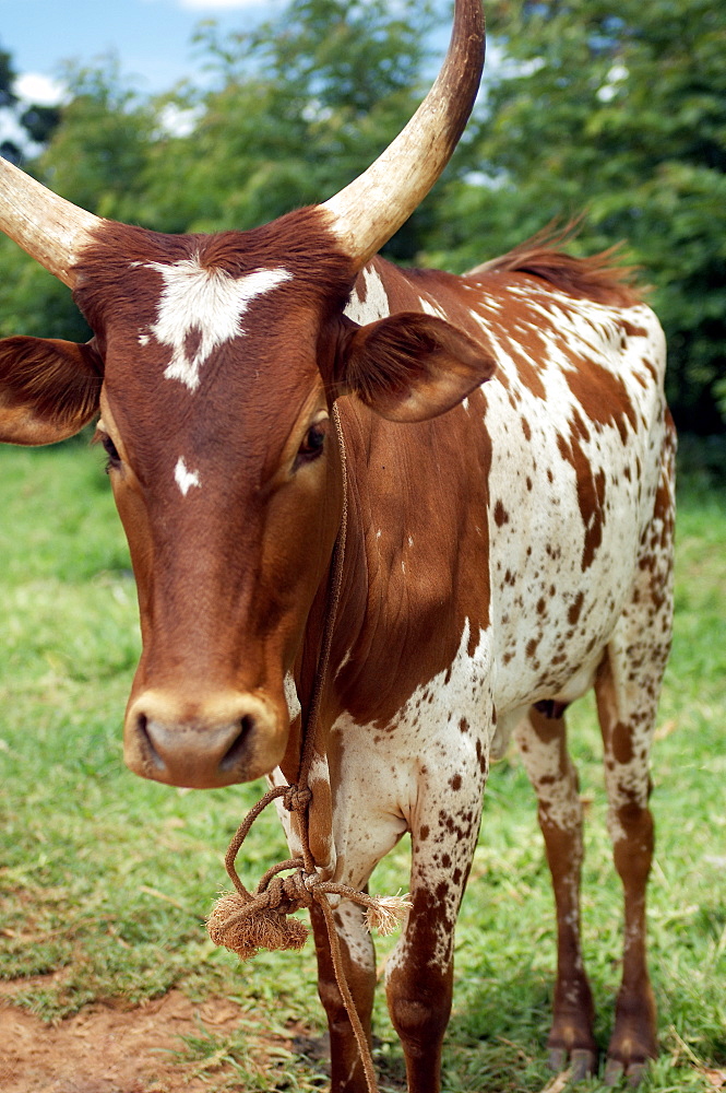 A brown and white Cow is grazing in Gulu Town, Northwest Uganda. Gulu Town, Uganda, East Africa