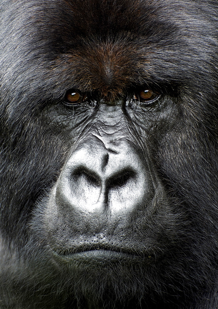 Silverback gorilla looking intensely, in the Volcanoes National Park, Rwanda, Africa