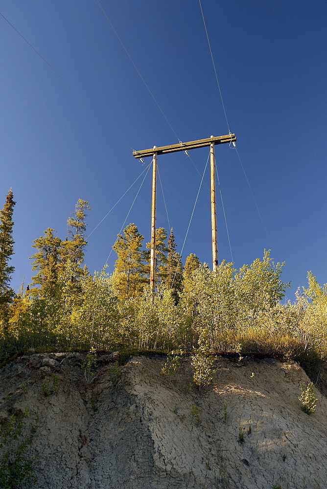 basking in the sunset light, wooden telegraph poles stand tall, amidst the trees on top raised ground. The Interior, Alaska, USA