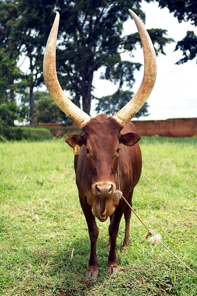 A rather small cow with rather large horns is grazing in Gulu Town, Northwest Uganda. Gulu Town, Uganda, East Africa