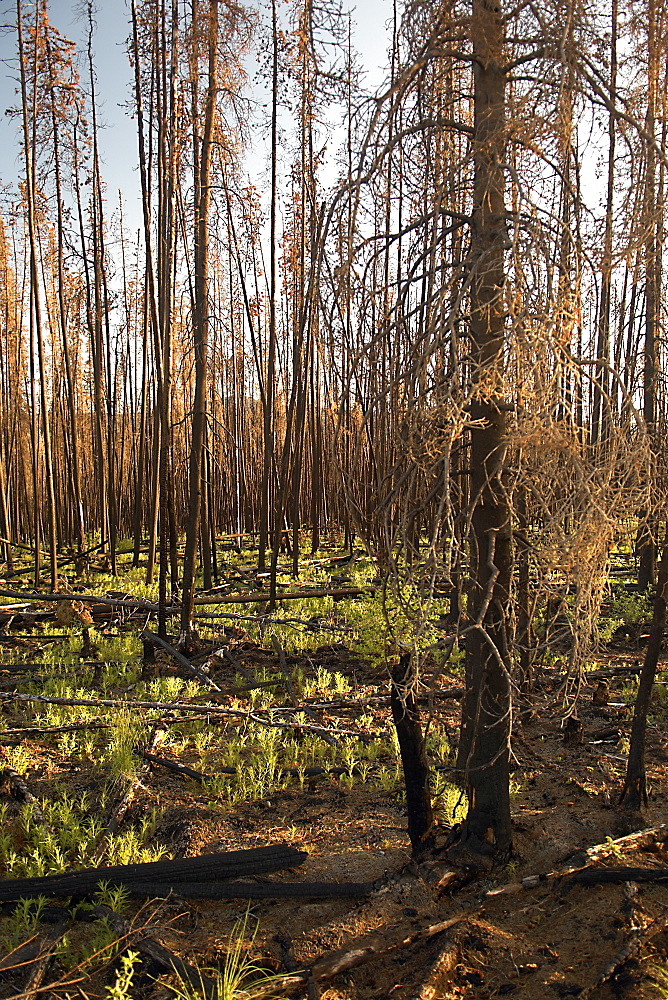 New Shoots on the forest bed, bright green in the evening sun.  The trees- dead or dying, picking up the orange of the sunlight on their trunks. The Interior, Alaska, USA