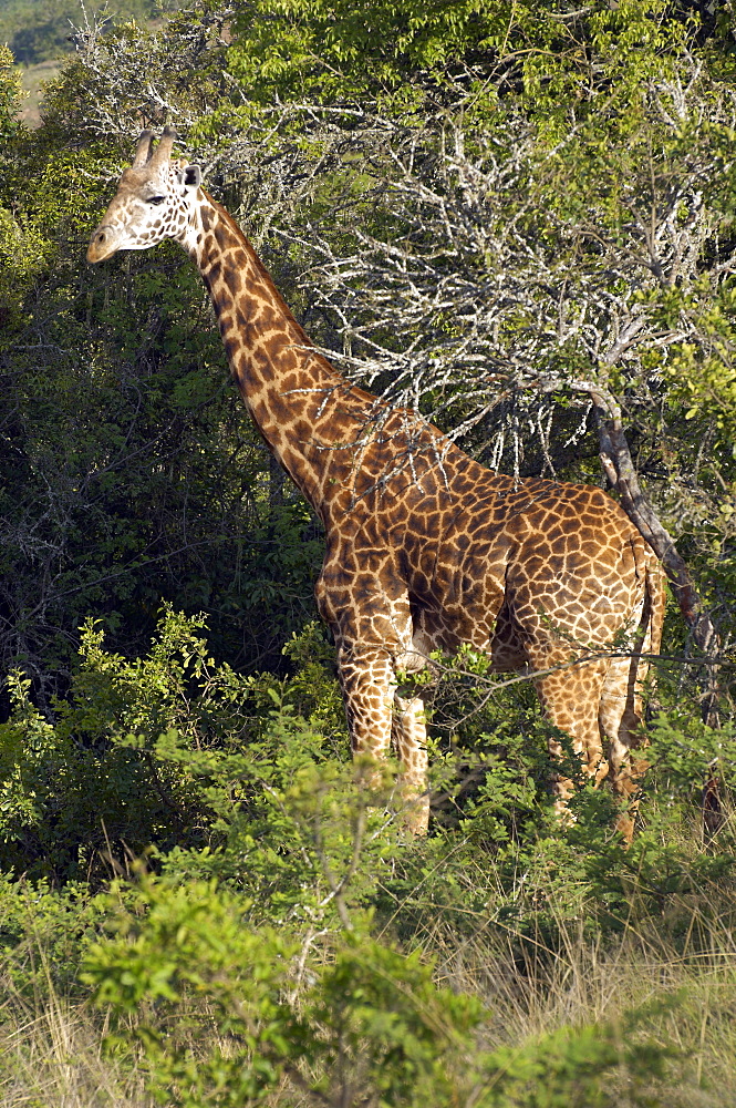 The giraffe (Giraffa camelopardalis), Kagera National Park, Rwanda. Kagera National Park, Rwanda, East Africa