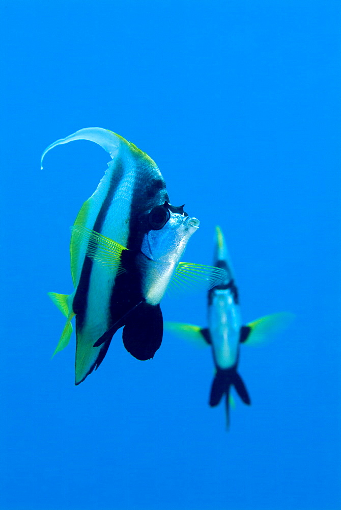 Pair of Red Sea Bannerfish (Heniochus intermedius). Red Sea.