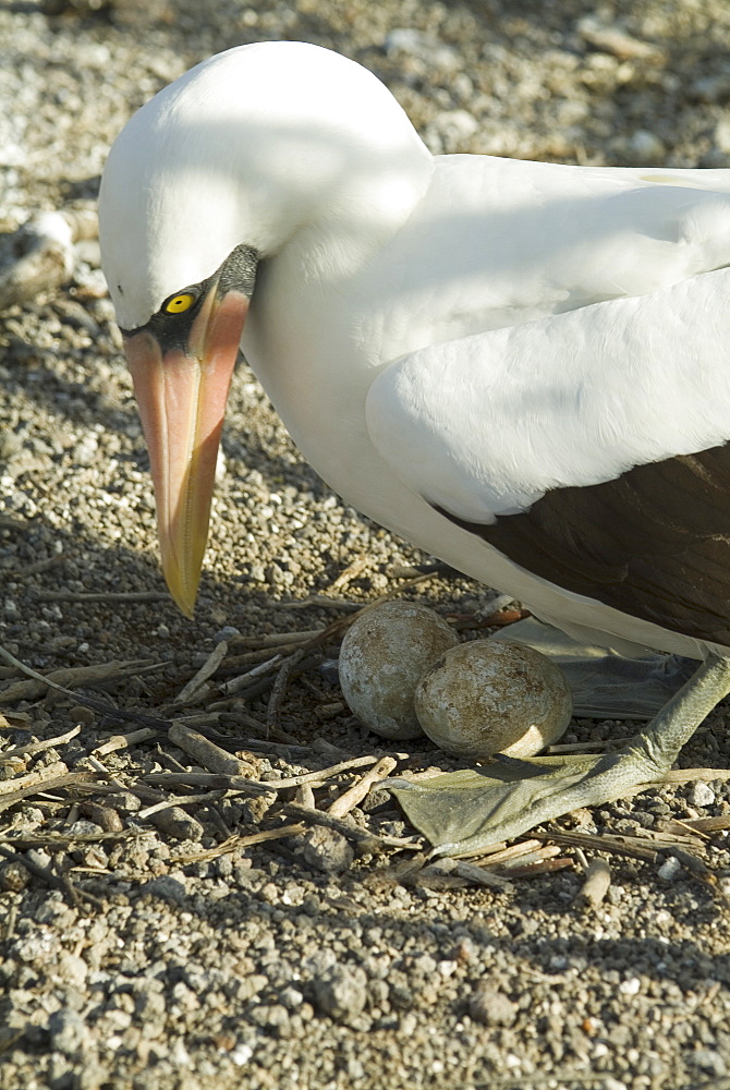 Nazca (masked) booby (Sula dactylatra). Galapagos.   (rr)