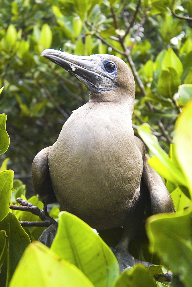 Red-footed booby (Sula sula). Galapagos.   (rr) 