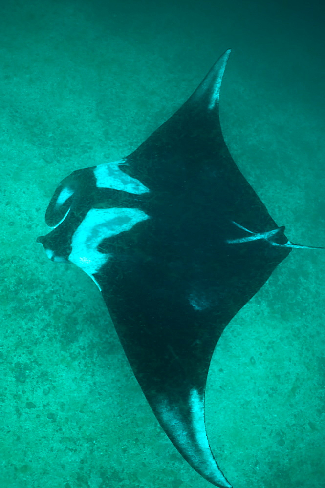Pelagic Manta Birostris or Giant Manta Ray. Ecuador.
