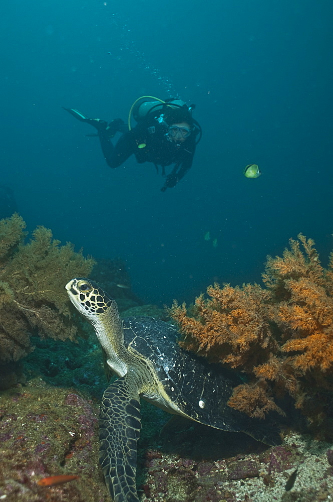 Diver and green sae turtle. Ecuador