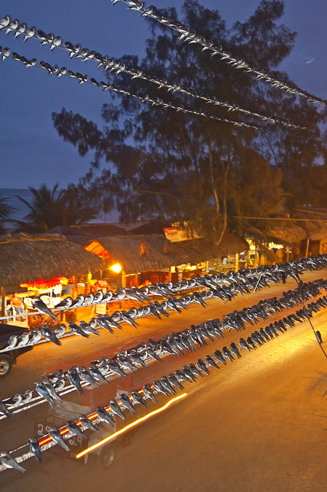 Roosting migratory birds. Ecuador