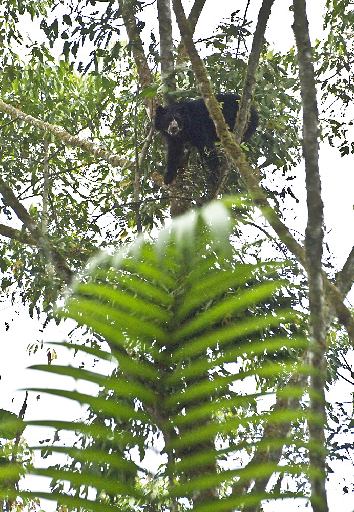 Spectacled Bears often make a resting 'nest' in a tree, here one can be seen doing just that, breaking branches off and lowering them down to make a resting area in the tree. Ecuador