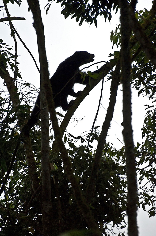 Spectacled Bears often make a resting 'nest' in a tree, here one can be seen doing just that, breaking branches off and lowering them down to make a resting area in the tree. Ecuador