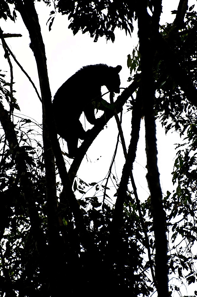 Spectacled Bears often make a resting 'nest' in a tree, here one can be seen doing just that, breaking branches off and lowering them down to make a resting area in the tree. Ecuador