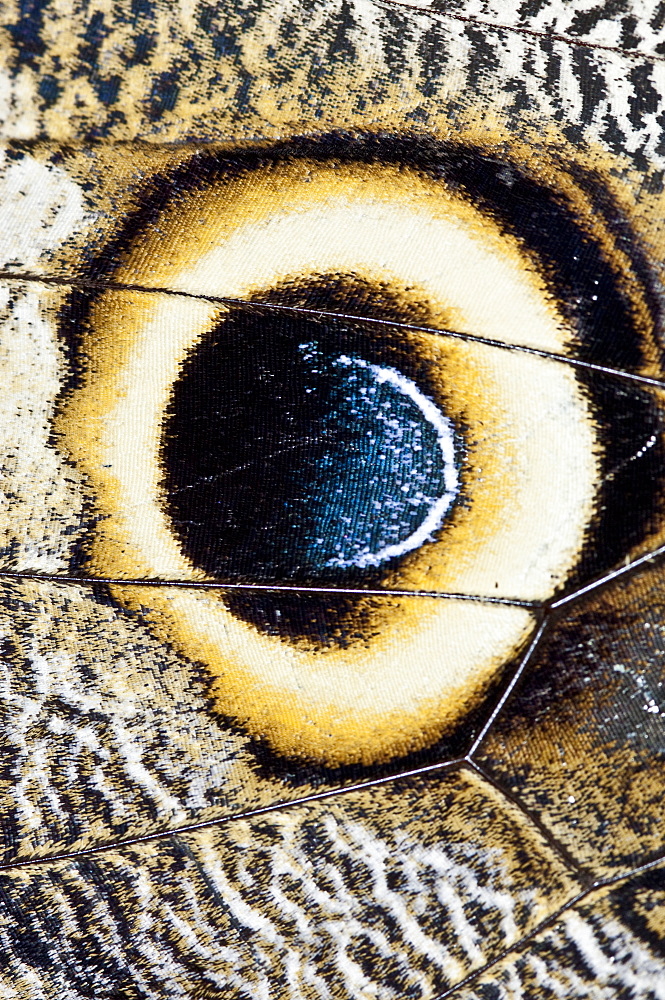 Butterfly wing detail, Mindo, Ecuador. 