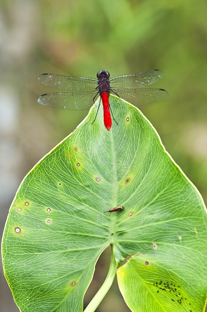 Chaser on waterplant leaf, Edge of lagoon, Amazon, Ecuador. 