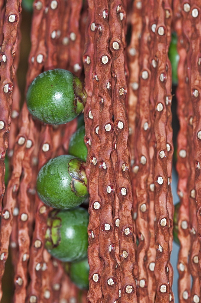 Palm Seeds