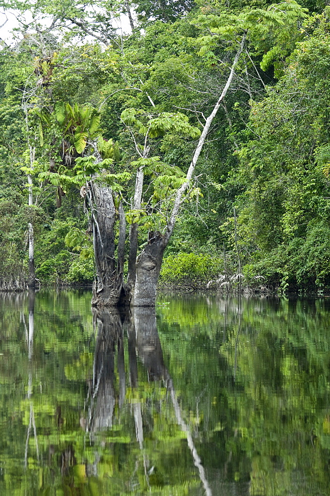 Plant life in Ecuadorean Amazon