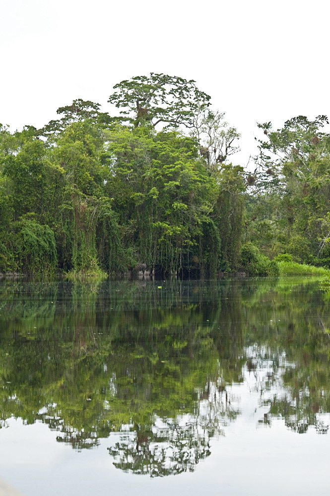 Plant life in Ecuadorean Amazon