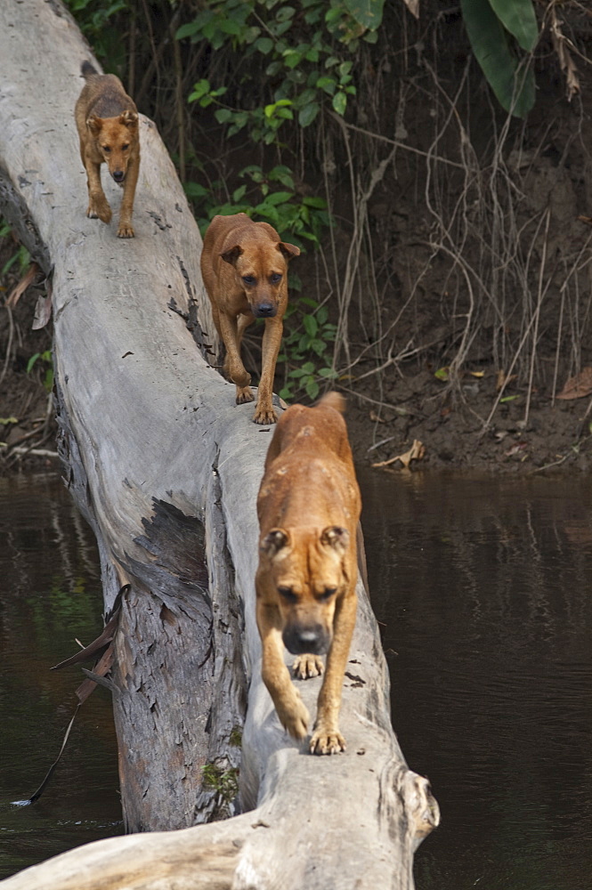 Dogs crossing river, Ecuador. 