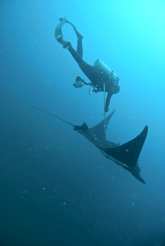 Research diver approaching manta birostris to record detail in research program, Project Elasmo. Pacific Ocean, Ecuador