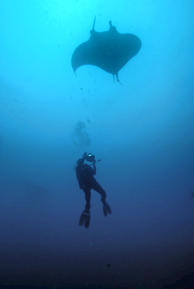 Research diver approaching manta birostris to record detail in research program, Project Elasmo. Pacific Ocean, Ecuador