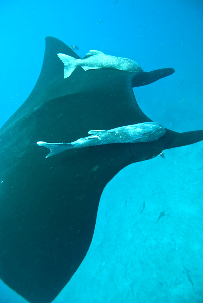 Black Manta birostris with remora. Pacific Ocean, Ecuador