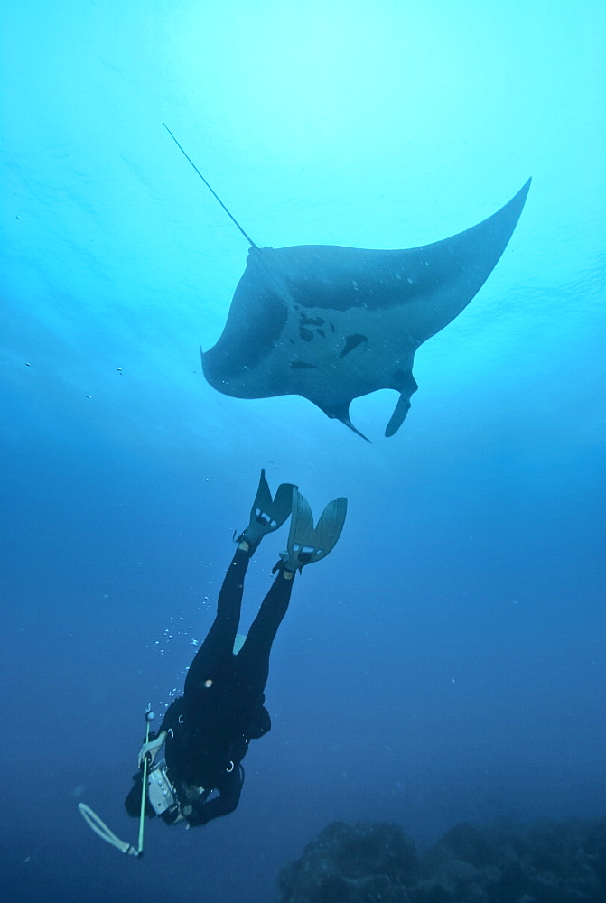 Research diver approaching manta birostris to record detail in research program, Project Elasmo. Pacific Ocean, Ecuador