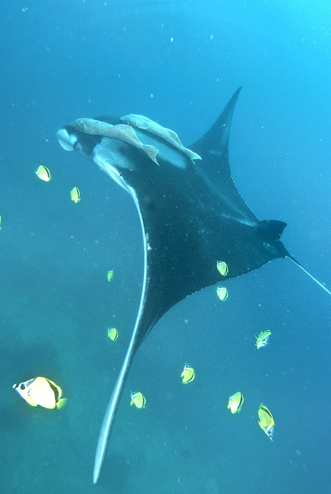 Giant Manta at Cleaning station being cleaned by butterfly fish. Pacific Ocean, Ecuador