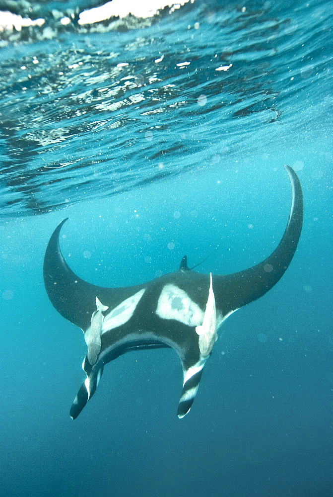 Manta Birostris swimming at surface, Pacific Ocean, Ecuador. Pacific Ocean, Ecuador