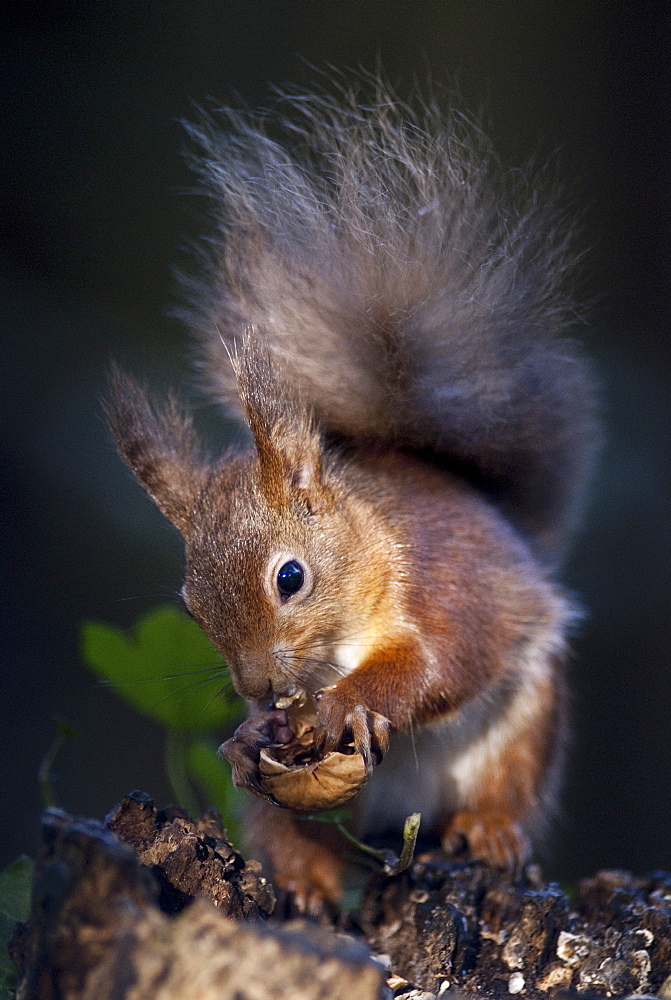 Red squirrel (Sciurus vulgaris) eating nuts in a wood, United Kingdom, Europe