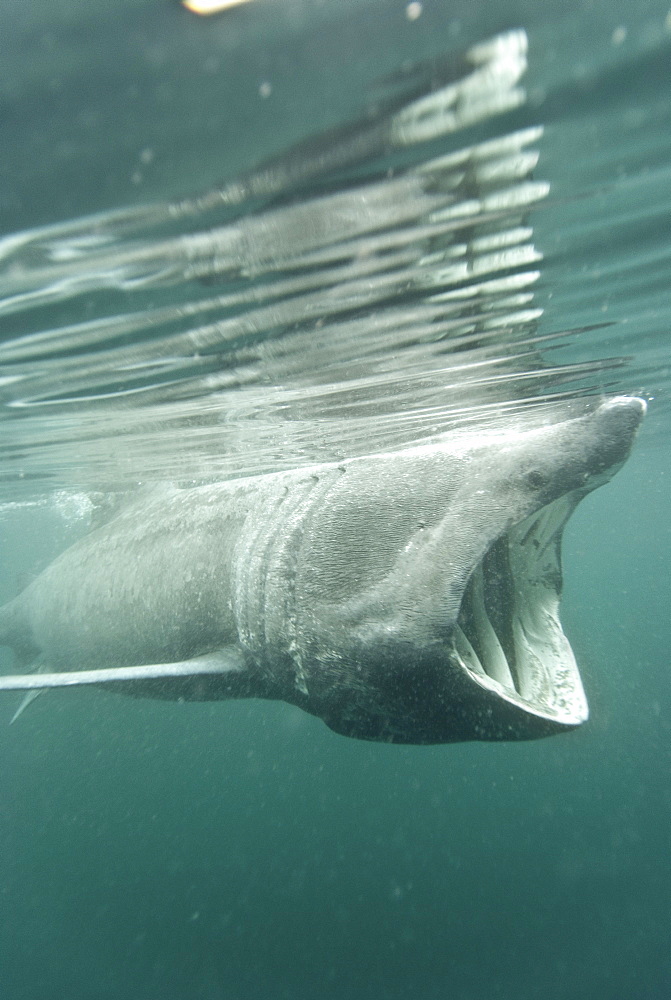 Basking shark (Cetorhinus maximus) feeding on plankton, Hebrides, Scotland, United Kingdom, Europe