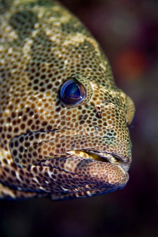 Marbled Grouper (Epinephelus polyphekadion). Red Sea.